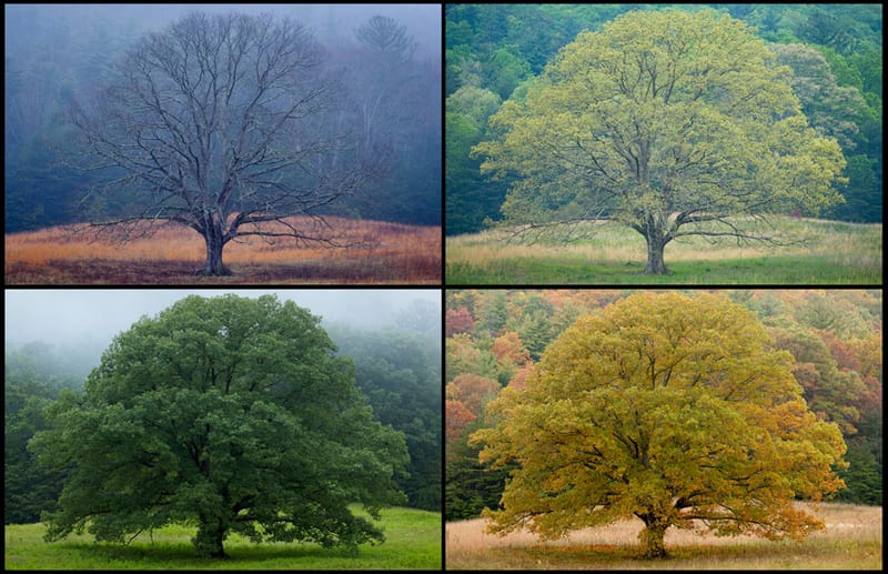 Artful Trees 29